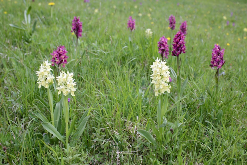 Dactylorhiza sambucina bianca